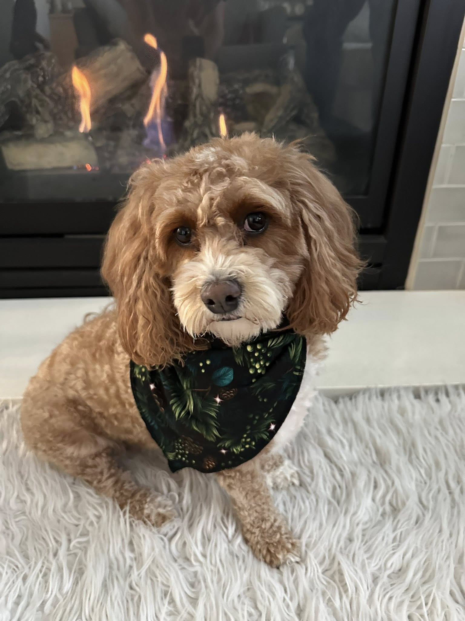 Pet Bandana