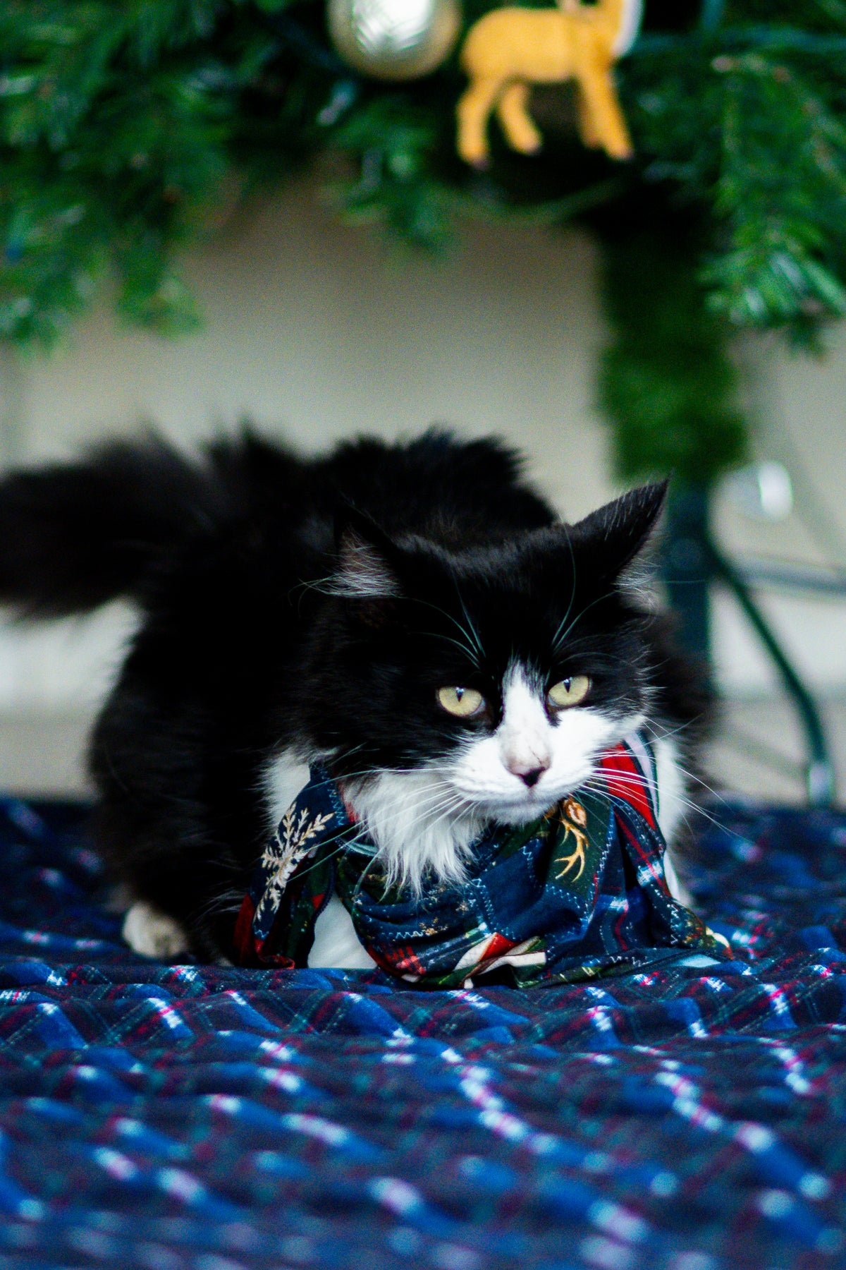 Pet Bandana