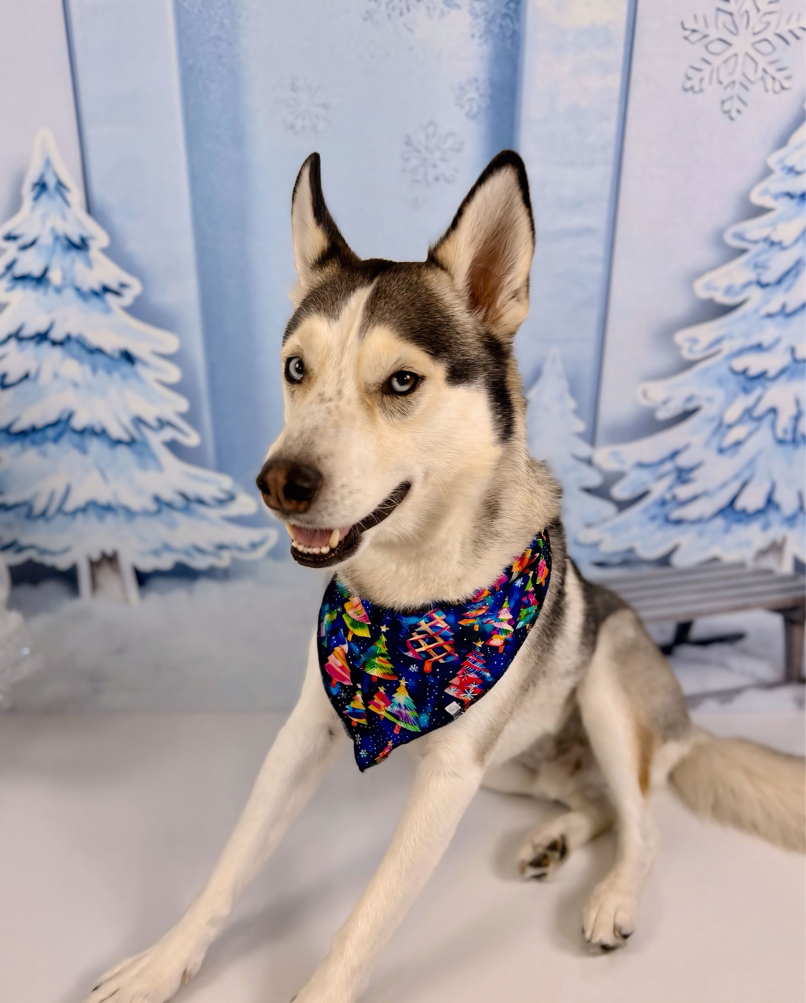 Pet Bandana
